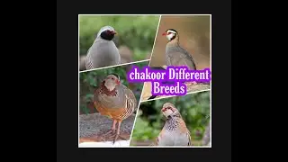 Different Breeds of Chukar Partridge