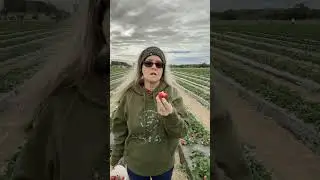 Вы сами собираете клубнику #клубника #самобор