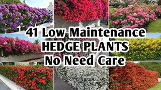 41 Low Maintenance Hedge Plants | Hedge Plants no need Care | Best Hedge Plants |Plant and Planting
