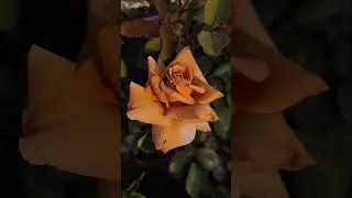 Rose plant Brown colour #tamali #rose #flowers #greenrooftop #gardening #nature #plant #winterflower