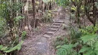 Kauri Loop Track, Located in Hakarimata Scenic Reserve in the Waikato region