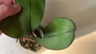 Phal. Sand River и phal.OX Blak Face
