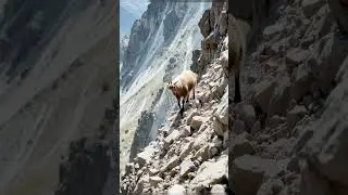 The Goat&rsquo;s Journey to Conquer Mountains #goat #animals #skiing #pets #mountains #ai #MountainGoat