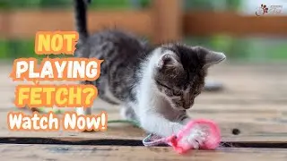 Cat Plays Fetch | How to Train a Cat to Play Fetch
