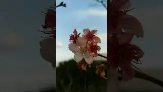 Create a amazing reel | micro photography  HTC u11 plus photography