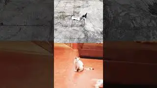 #cat #catplaytime #cats #pet #pets #catvideos #catshorts