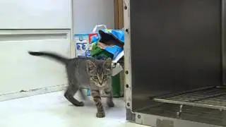 kittens at seaside heights animal welfare group