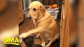 Hilarious yellow lab is so eager to get treats during his sister&rsquo;s &lsquo;sit&rsquo; lessons l GMA Digital