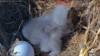 Small lunch feeding for cute eaglet | Captiva Eagle Cam | Dec 25, 2025