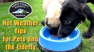 Hot Weather Tips for Pets and the Elderly