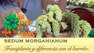 Sedum MORGANIANUM Y Sedum.  BURRITO