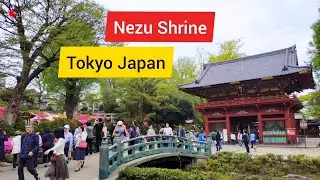 Bunkyo Azalea Garden Festival 2019 at Nezu Shrine 【Tokyo Japan】