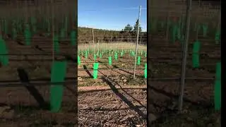 Rosso the vineyard dog getting active among the vines!