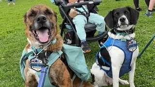 5K Race in Beacon NY | Canicross | Animal Rescue Foundation | Road Trip |Vlog