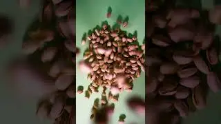 Go Big with JUMBO Pistachios &ndash; The Ultimate Snack Upgrade
