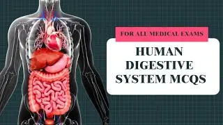 Human Digestive system Quiz || Test your knowledge!