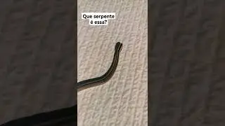 Que serpente &eacute; essa? #nature #animals #wild #serpent