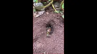 Primitive man finding and catching crickets insect with ants for food