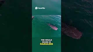 Giant Whale Shark  Gentle Beast of the Ocean!