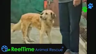Senior Dog With Neurological Disorder - Dharamsala Animal Rescue