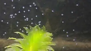 Limnopilos naiyanetri larvae (zoea)