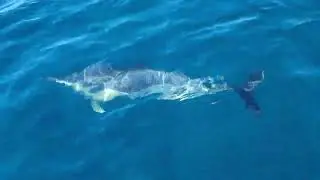 Common Dolphins - trip on the Catamaran &lrm;@MarineDiscovery&nbsp;   #Wildlife #Nature #Cornwall