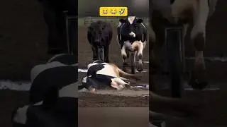 Сельское ралли, которое вышло из-под контроля🚜 #Приколы  #EpicFail  #СмешноеВидео  #LOL #CowOnWheels