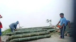 How to cut bamboo using chainsaw.?