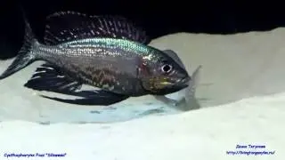 Cyathopharynx foai sibwesa spawing