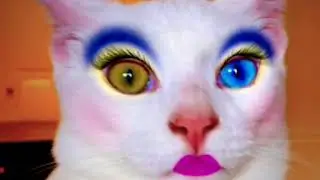 Cats Wearing Makeup