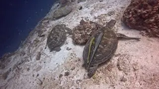 Sea turtles - Friendly giants