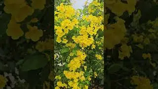 Tecoma plant care tips,Tecoma flower plant,tecoma,how to grow tecoma plant.#flowers #tecoma