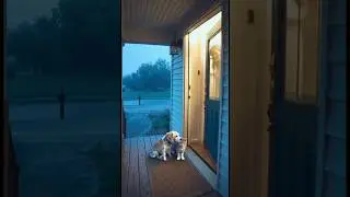 ❤️ After the Storm &ndash; Woman Lets the Cat and Dog Inside 🐾🌧️ #Shorts #Sora2 #afterthestorm
