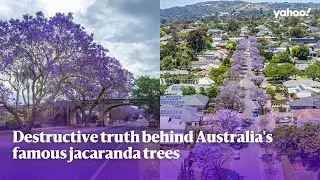 Destructive truth behind Australia's famous jacaranda trees | Yahoo Australia