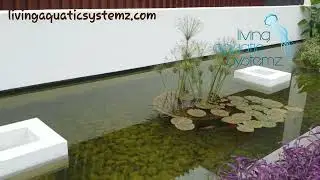 DK Mohan Babu's Residence Outdoor Bio-Pond !!