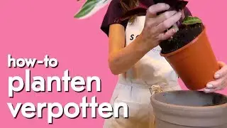Hoe moet je eigenlijk een plant verpotten?