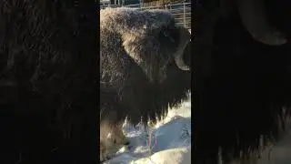 Alaskan Muskox saying hi #nature #cool #wildlife #animal