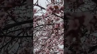 #sakura#Beautiful#Pretty#Flowers&nbsp;#Floral#Outdoor #SpringSnow #SnowyFlowers #FlowerSnow#Kyiv #Ukraine