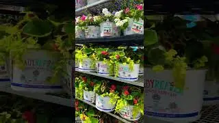 Happy Sunday lowes#flowers#