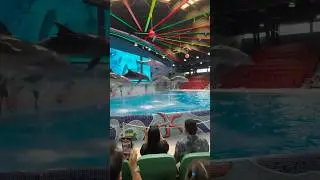 Dolphin and Seal Show 🐬 #dubaidolphinarium #dolphins #dolphin #dolphindance #dubai #dubailfe #baby