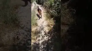 passeggiata in montagna con il mio cane