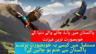 Pheasants of Pakistan |Monal |Kalij |Cheer| Koklass| Tragopan| پاکستان میں پاۓ جانے والے فیزنٹ