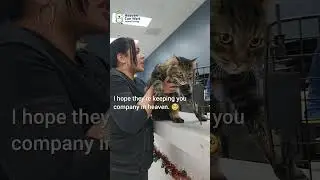 Kitty Missing for 4 YEARS Finally Reunited! #microchip #reunited #cat #nonprofit #pets #catvideos