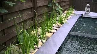 Koi pond 28 june 2014
