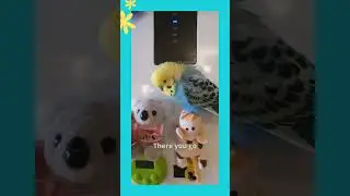 Smart bird knows how to ask for help - Cookie the budgie