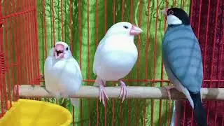 Snow Finch/ Zebra Finch Bird Male And Female || Beautiful Singing Bird 🕊️ ||