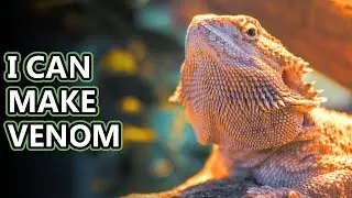 Факты о бородатой агаме: они не так свирепы, как кажутся | Архив фактов о животных