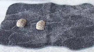 BSICPRO Dog Mat for Muddy Paws, 32x20 Low Profile Absorbent Dirt Trapper Door Mat Review