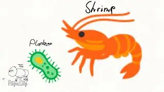 Ocean Life Size Comparison