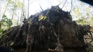In The Green Swamp